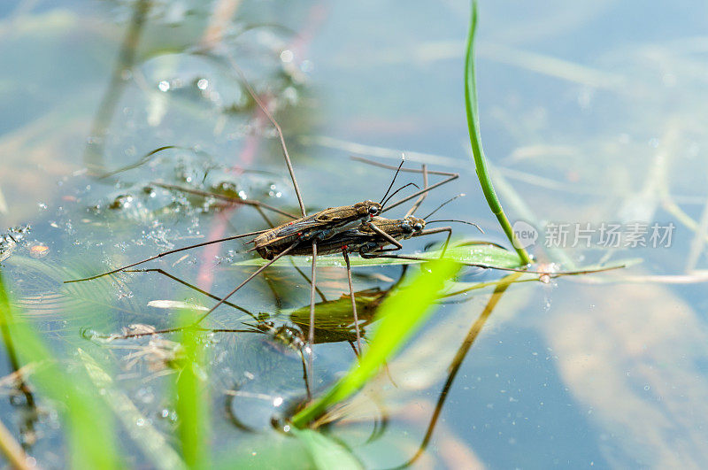 在池塘表面交配的一对水黾- Gerridae